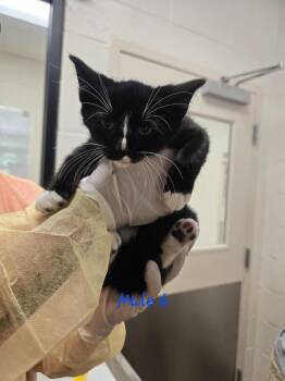 Domestic Short Hair Cats Available for Adoption in Madison, Georgia - Cremini | PetCurious