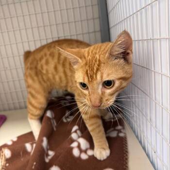 Bobtail Binky -  Domestic Short Hair Cat for Adoption in Columbiana, Alabama - Bobtail Binky | PetCurious