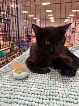 Harrison -  Domestic Short Hair Cat for Adoption in Warrenville, South Carolina - Harrison | PetCurious