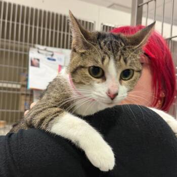Anna -  Domestic Short Hair Cat for Adoption in Fairport, New York - Anna | PetCurious