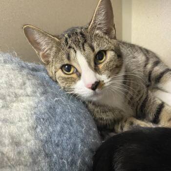 Petrie -  Domestic Short Hair Cat for Adoption in New York, New York - Petrie | PetCurious