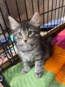 Maple -  Domestic Medium Hair Cat for Adoption in Brownsville, Pennsylvania - Maple | PetCurious