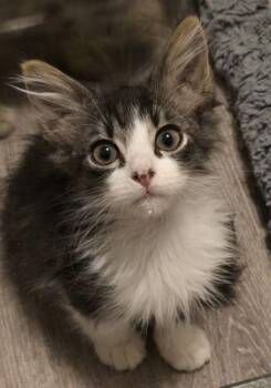 Scottie -  Domestic Medium Hair Cat for Adoption in Richardson, Texas - Scottie | PetCurious
