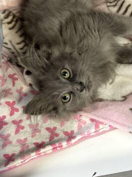 Wolfie -  Domestic Long Hair Cat for Adoption in Big Rapids, Michigan - Wolfie | PetCurious