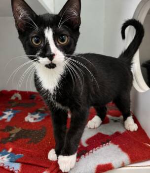 DESOTO -  Domestic Medium Hair Cat for Adoption in Texas City, Texas - DESOTO | PetCurious