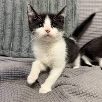 Coven -  Domestic Short Hair Cat for Adoption in Buffalo, Minnesota - Coven | PetCurious