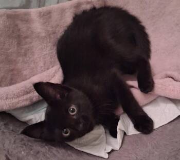 Pallet, Willow Grove Area, (FCID 07/21/26-101) DC -  Domestic Short Hair Cat for Adoption in Greenville, Delaware - Pallet, Willow Grove Area, (FCID 07/21/26-101) DC | PetCurious