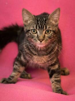 Barry -  Domestic Short Hair Cat for Adoption in Deltona, Florida - Barry | PetCurious