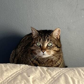 Lyra -  Domestic Short Hair Cat Available for Adoption in Toronto, Ontario - Lyra | PetCurious