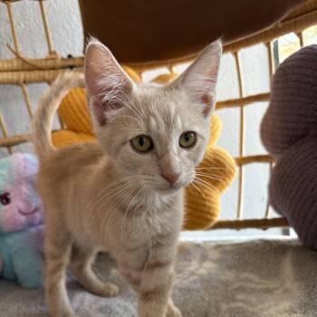 Lucien -  Domestic Short Hair Cat for Adoption in Liverpool, Texas - Lucien | PetCurious