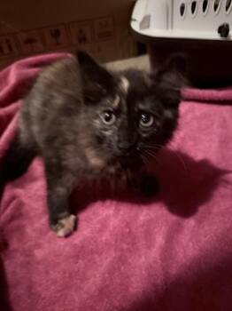 *Wow Yuki -  Domestic Medium Hair Cat for Adoption in Newnan, Georgia - *Wow Yuki | PetCurious