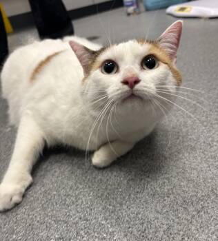 Rescue Domestic Short Hair Cats for Adoption in Sheboygan, Wisconsin - Blanca | PetCurious