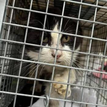 Gerald -  Domestic Short Hair Cat for Adoption in Bristol, Indiana - Gerald | PetCurious