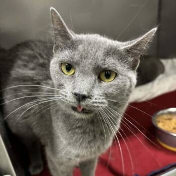 Domestic Short Hair and Russian Blue Cats Available for Adoption in Toms Brook, Virginia - Millie | PetCurious
