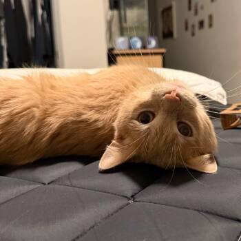 Domestic Short Hair Cats Available for Adoption in Fairfax Station, Virginia - Yowie | PetCurious