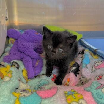 Sheriff -  Domestic Short Hair Cat Available for Adoption in Kanab, Utah - Sheriff | PetCurious