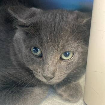 Walt -  Domestic Short Hair Cat for Adoption in Buffalo, Wyoming - Walt | PetCurious