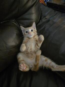 Callen -  Domestic Short Hair Cat for Adoption in Walled Lake, Michigan - Callen | PetCurious