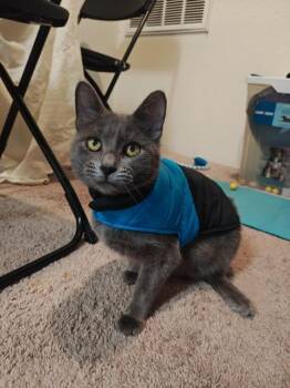 Domestic Short Hair Cats Available for Adoption - Cenizo | PetCurious