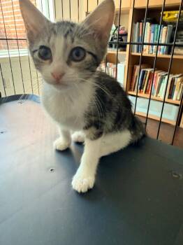 Marble -  Tabby Cat for Adoption in San Antonio, Texas - Marble | PetCurious