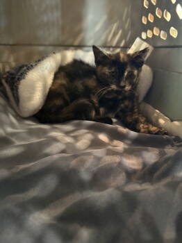 Rescue Tortoiseshell Cats for Adoption in Phoenix, Arizona - Lulla | PetCurious