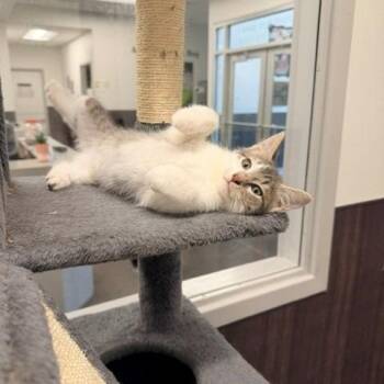 Lore -  Domestic Short Hair Cat for Adoption in Horn Lake, Mississippi - Lore | PetCurious