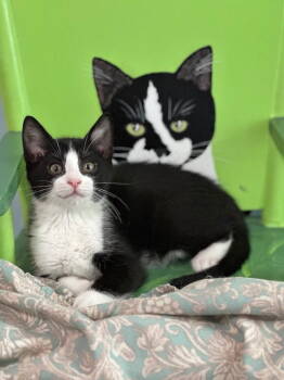 Rescue Domestic Short Hair Cats for Adoption in Newtown Square, Pennsylvania - Radicchio | PetCurious