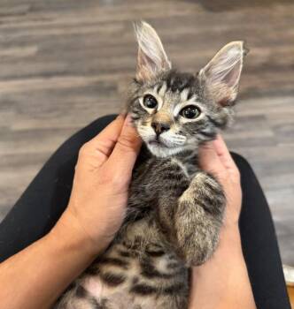 Buttons Cozy -  Tabby and Domestic Short Hair Cat for Adoption in Friendswood, Texas - Buttons Cozy | PetCurious
