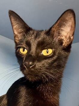 Adelaide (bonded with Sydney) -  Domestic Short Hair Cat for Adoption in Oakland, California - Adelaide (bonded With Sydney) | PetCurious