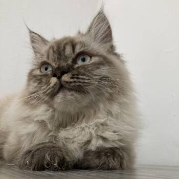 Siberian Cats Available for Adoption - Charles | PetCurious