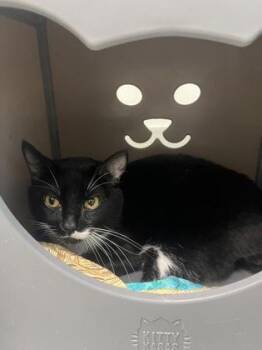 Domestic Short Hair Cats Available for Adoption in Largo, Florida - Chico | PetCurious