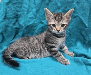 Bugs -  Domestic Short Hair Cat for Adoption in Dickson, Tennessee - Bugs | PetCurious