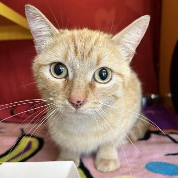 Freckles -  Domestic Short Hair Cat for Adoption in Abilene, Texas - Freckles | PetCurious