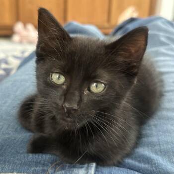 Licorice -  Domestic Short Hair Cat for Adoption in Los Angeles, California - Licorice | PetCurious