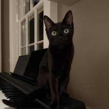Starbucks -  Domestic Short Hair Cat for Adoption in Fairfax Station, Virginia - Starbucks | PetCurious