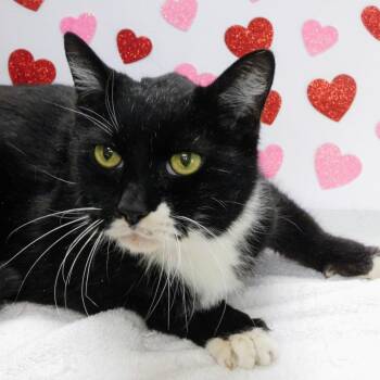Midnight -  Domestic Short Hair Cat for Adoption in Peoria, Illinois - Midnight | PetCurious