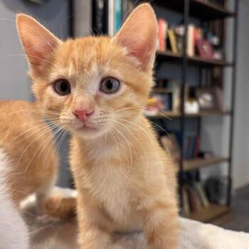 Mercutio Treece -  Domestic Short Hair and Tabby Cat for Adoption in Morrison, Colorado - Mercutio Treece | PetCurious