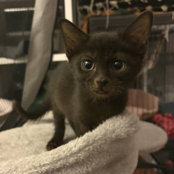 Rescue Domestic Short Hair Cats for Adoption in Stoughton, Wisconsin - Gherkin | PetCurious