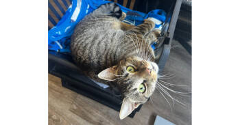 Rescue Domestic Short Hair and Tabby Cats for Adoption in Dallas, Texas - Pop Tart | PetCurious