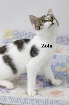 Zola -  Domestic Short Hair and Tabby Cat for Adoption in Morehead, Kentucky - Zola | PetCurious