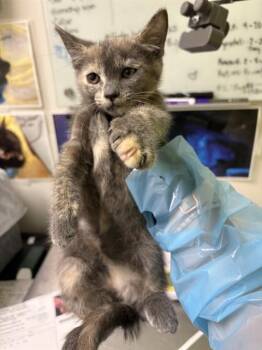 MATILDA -  Domestic Short Hair Cat for Adoption in Pueblo, Colorado - MATILDA | PetCurious