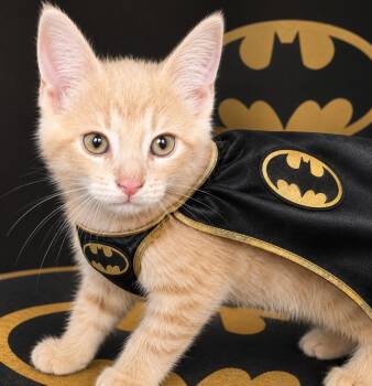 Bruce -  Tabby Cat for Adoption in Pickerington, Ohio - Bruce | PetCurious