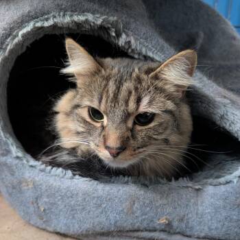 Freddie -  Domestic Long Hair Cat for Adoption in Reisterstown, Maryland - Freddie | PetCurious