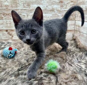 Lovie (also known as Louie) -  Domestic Short Hair Cat for Adoption in Lexington, Kentucky - Lovie (also Known As Louie) | PetCurious