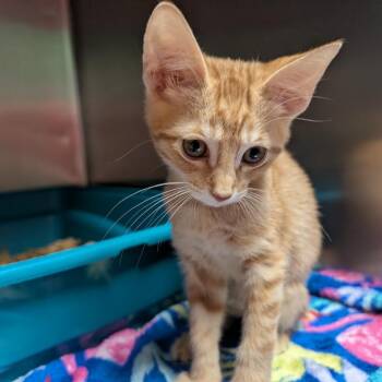 Mr. Sitting Bull -  Domestic Short Hair Cat for Adoption in Titusville, Florida - Mr. Sitting Bull | PetCurious
