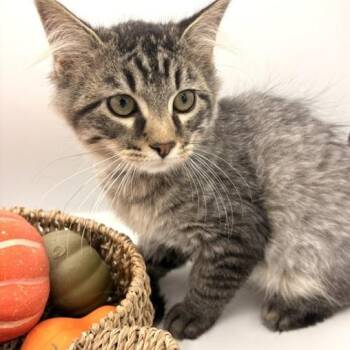 BBQ -  Domestic Long Hair Cat for Adoption in Springfield, Missouri - BBQ | PetCurious