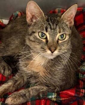 ALEXIS -  Domestic Short Hair Cat for Adoption in Elizabethton, Tennessee - ALEXIS | PetCurious