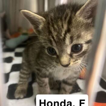 The Cars Kittens - Honda -  Domestic Short Hair Cat for Adoption in Washington, District Of Columbia - The Cars Kittens - Honda | PetCurious