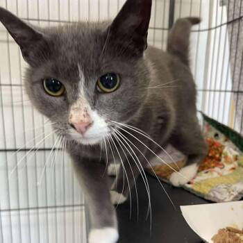 Archie -  Domestic Short Hair Cat for Adoption in Winthrop, Maine - Archie | PetCurious