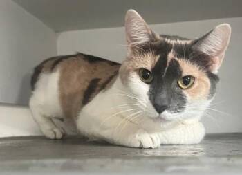 Domestic Short Hair Cats Available for Adoption - Rabbit | PetCurious